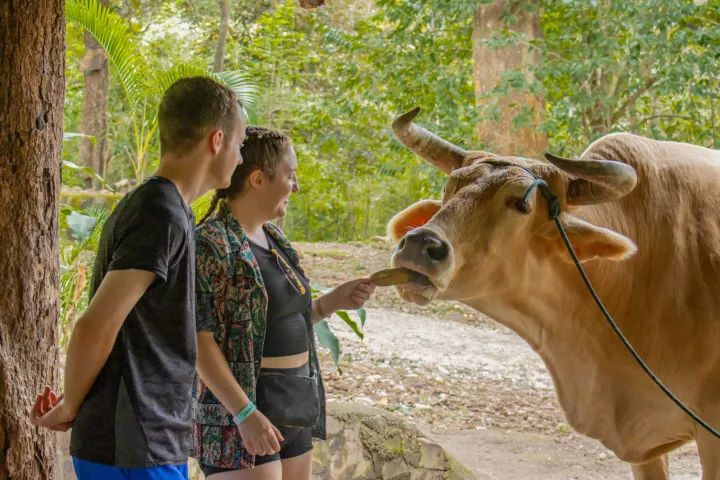 a man standing next to a cow