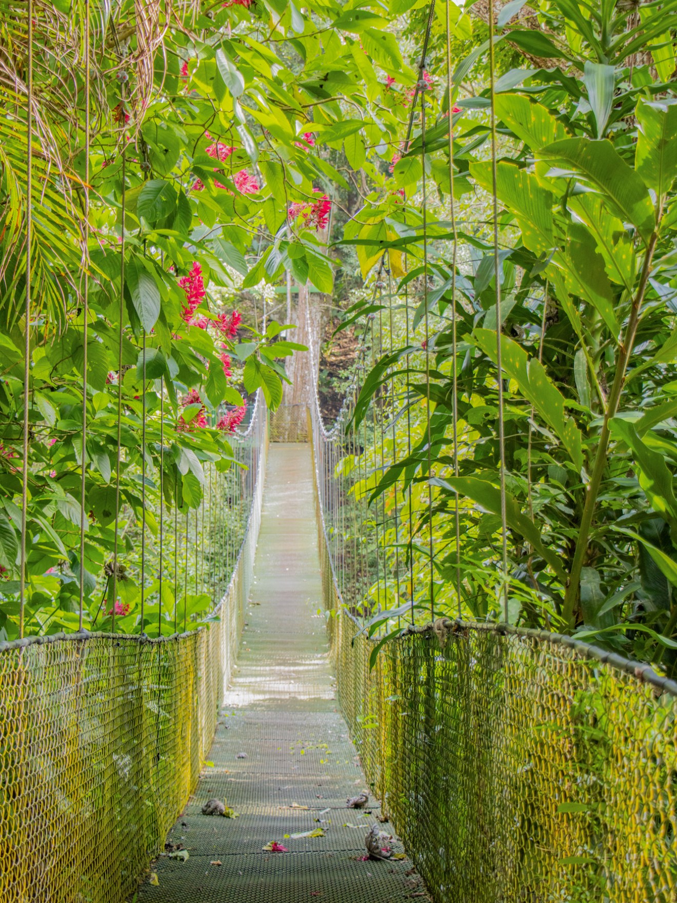a close up of a flower garden