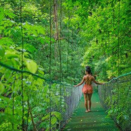 a person standing on a walkway in the middle of the rainforest