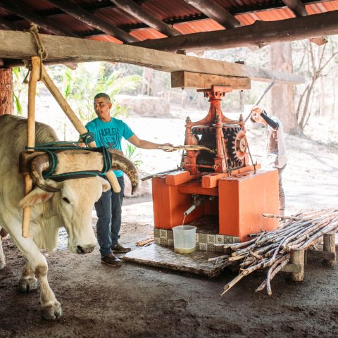 a person standing next to a cow