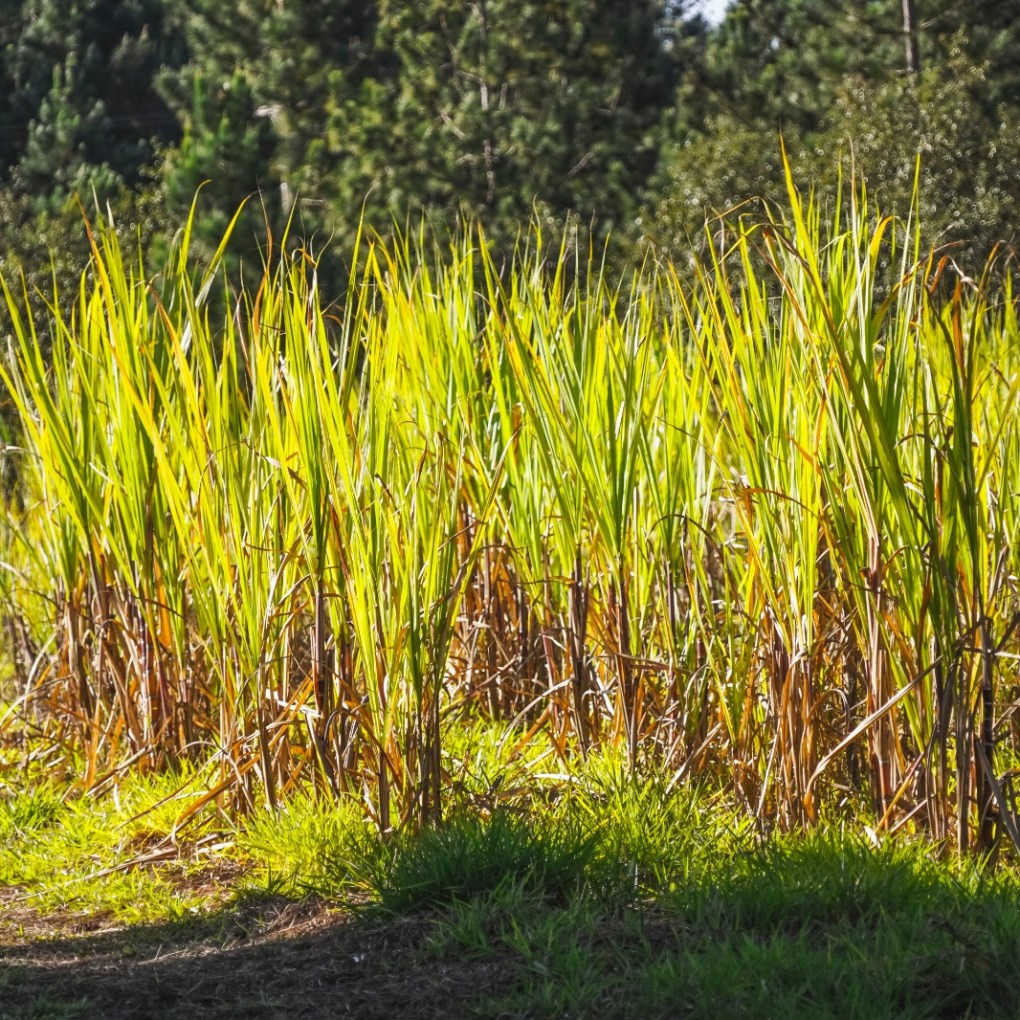 a close up of a pond