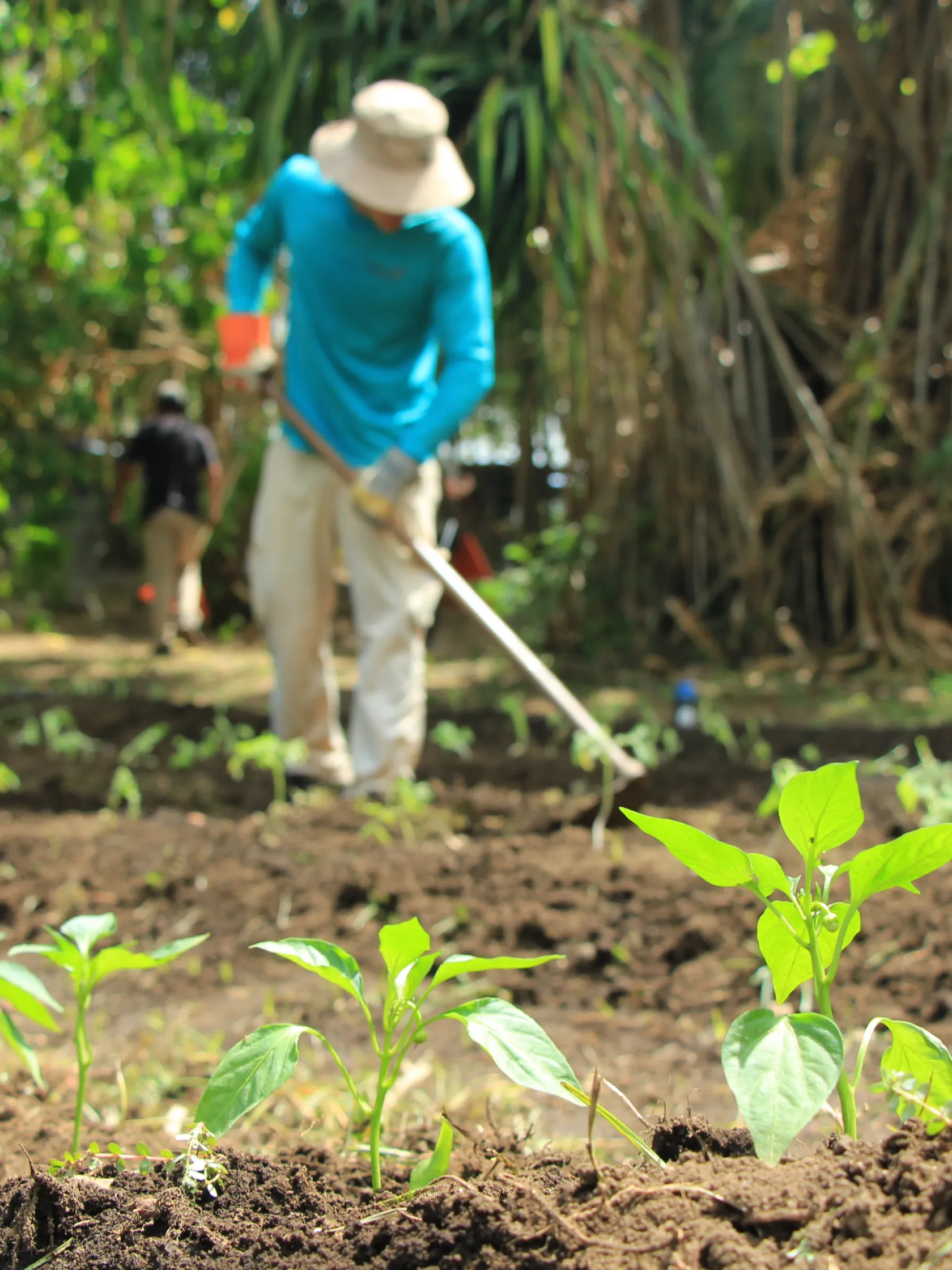 Person gardening with young plants in foreground, blurred background.