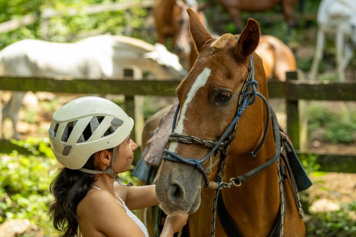Person in a helmet facing a brown horse, with other horses blurred in the background.