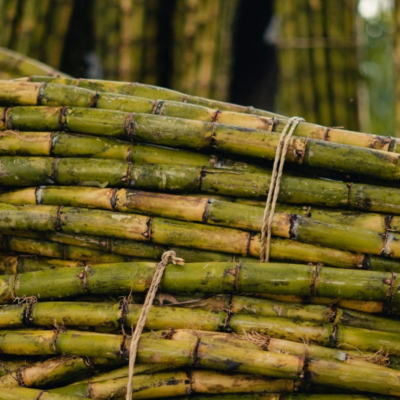 Stack of freshly cut sugarcane stems, bundled together with twine.