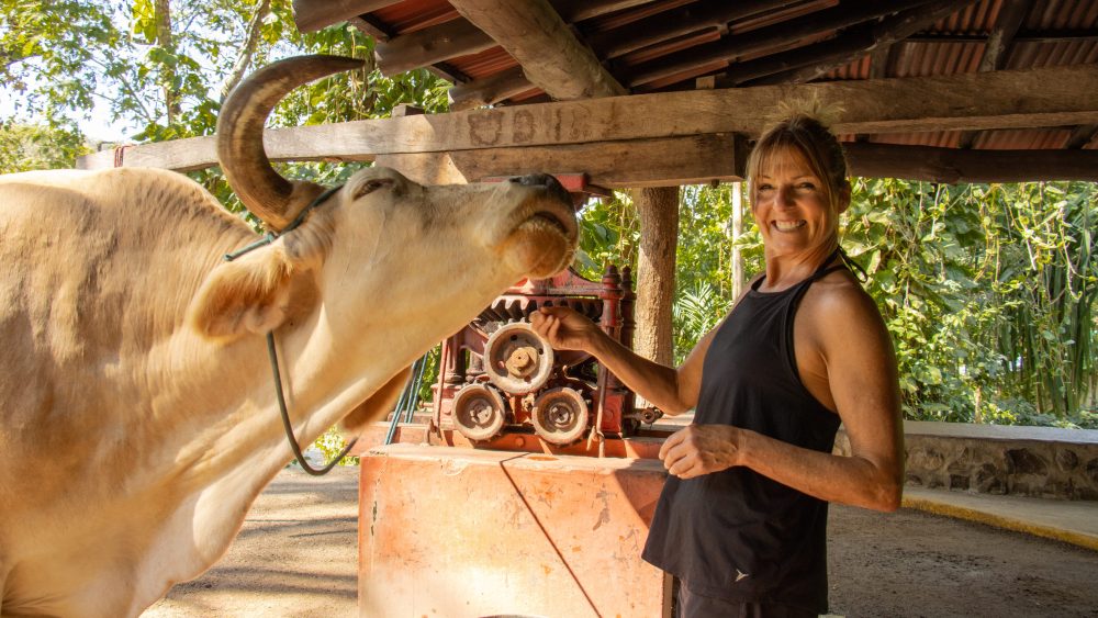 Caramelo the ox at traditional sugarcane trapiche in Guanacaste, Costa Rica
